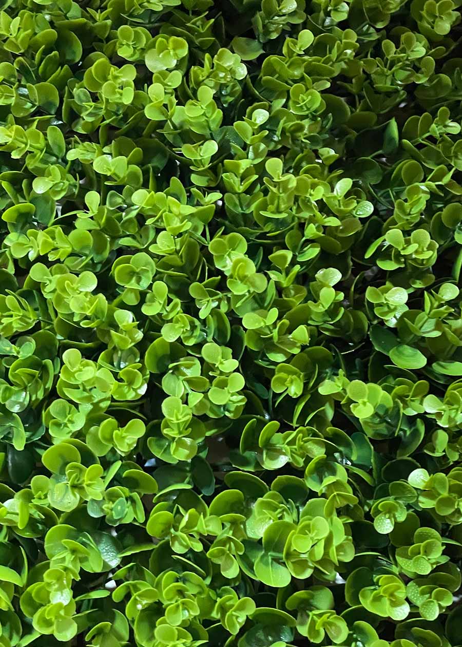 green succulent